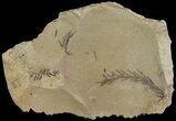Metasequoia (Dawn Redwood) Fossil - Montana #67541-1